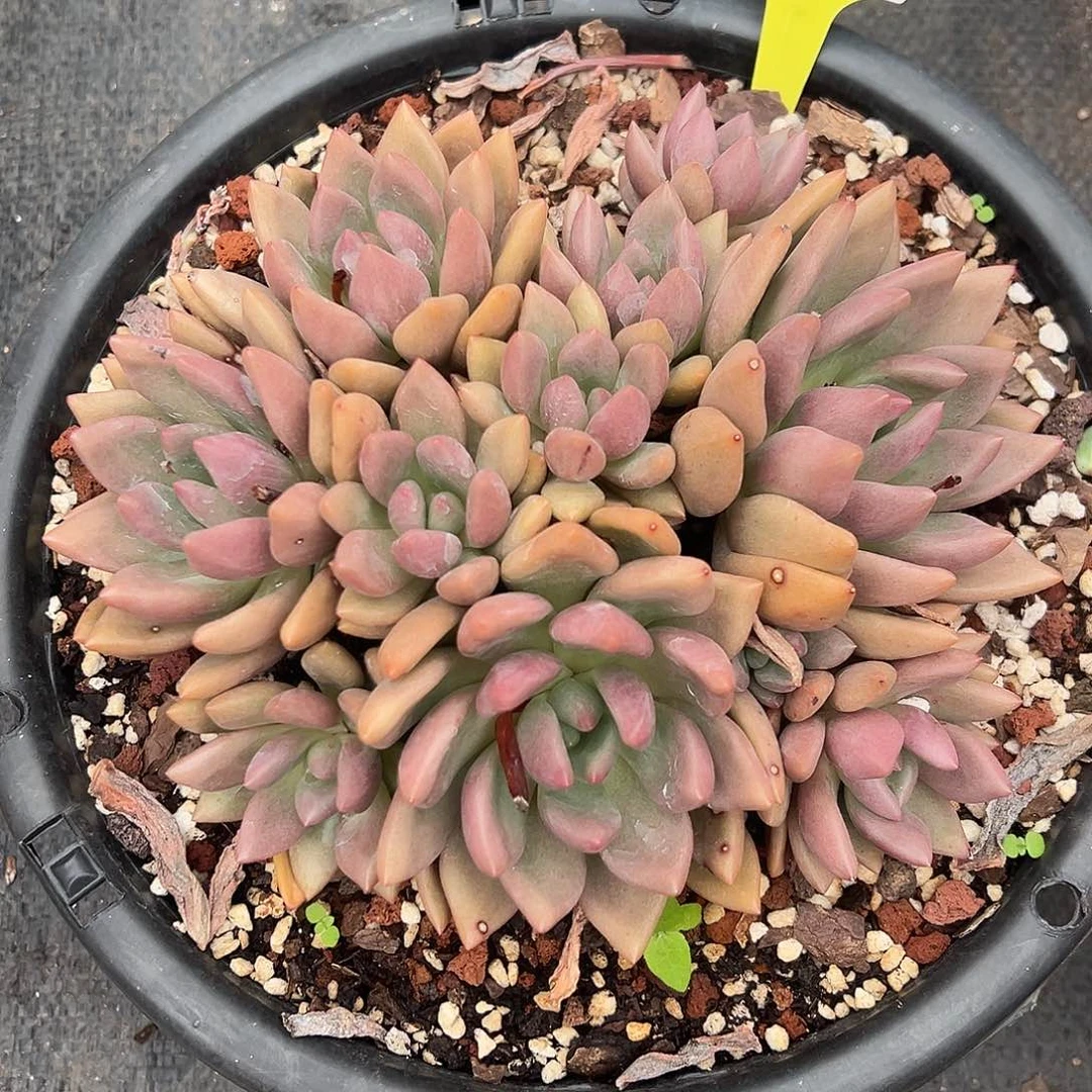 610112 桃花源群生平头11头，必须拍冷链发货