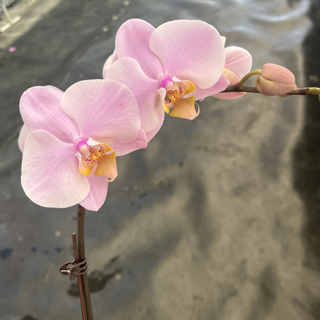 鲜花《萨利纳斯》蝴蝶兰云南源头基地直发