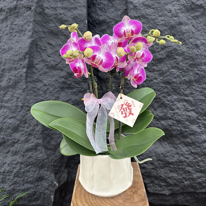 简馨优选【红双喜】蝴蝶花卉组盆客厅摆设种植基地发货