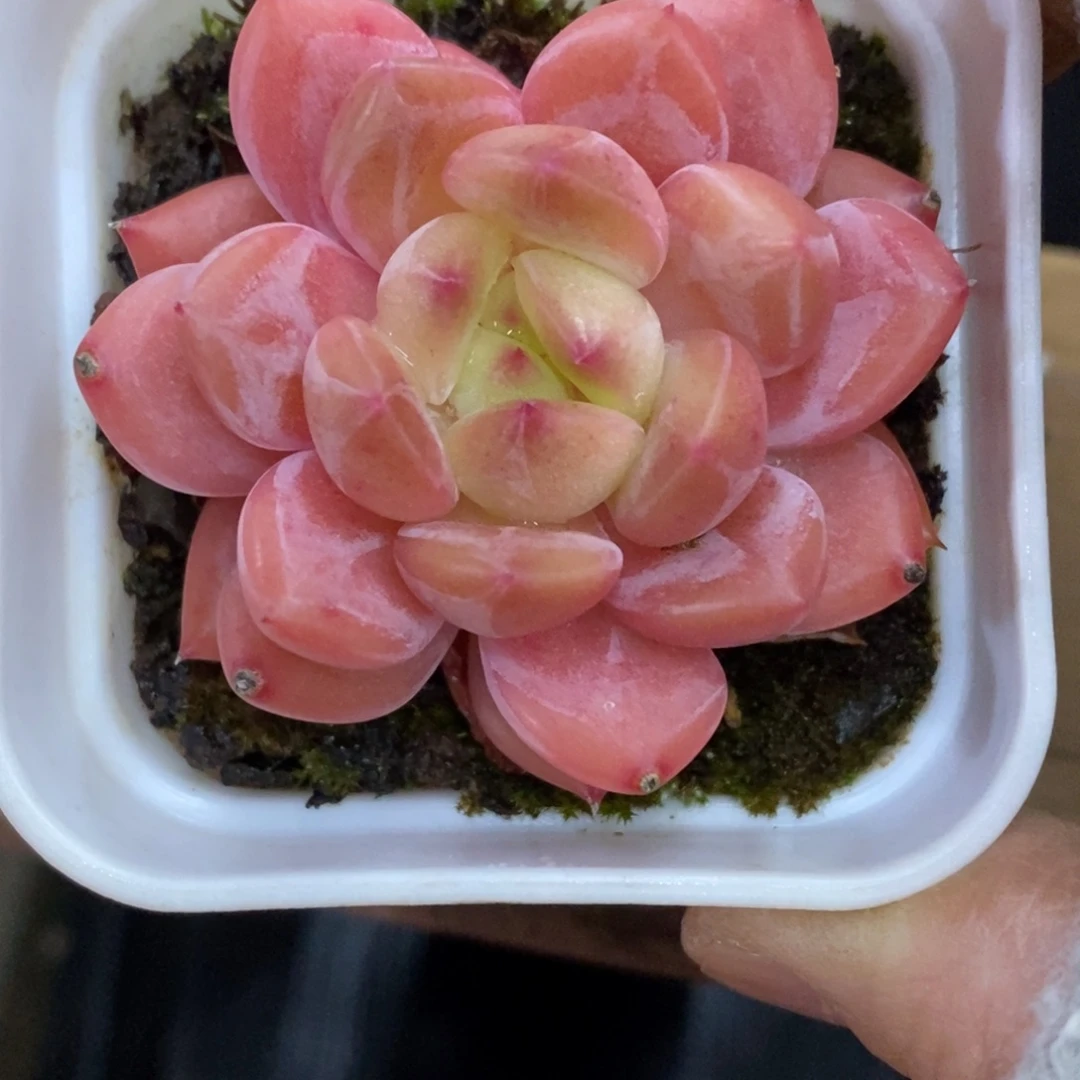 精品多肉一物一拍不包整247