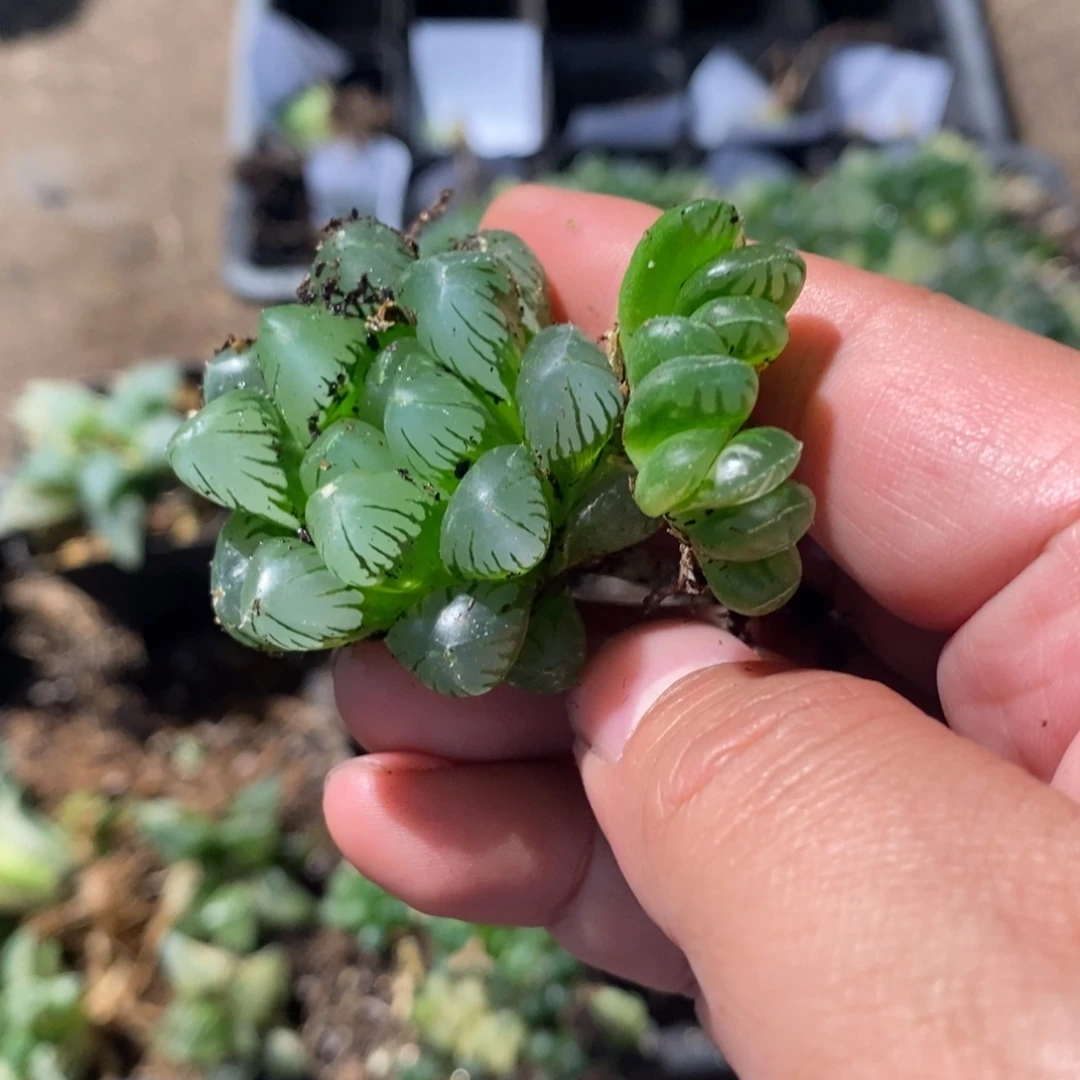 冬***冬1633 两颗一起 福利。