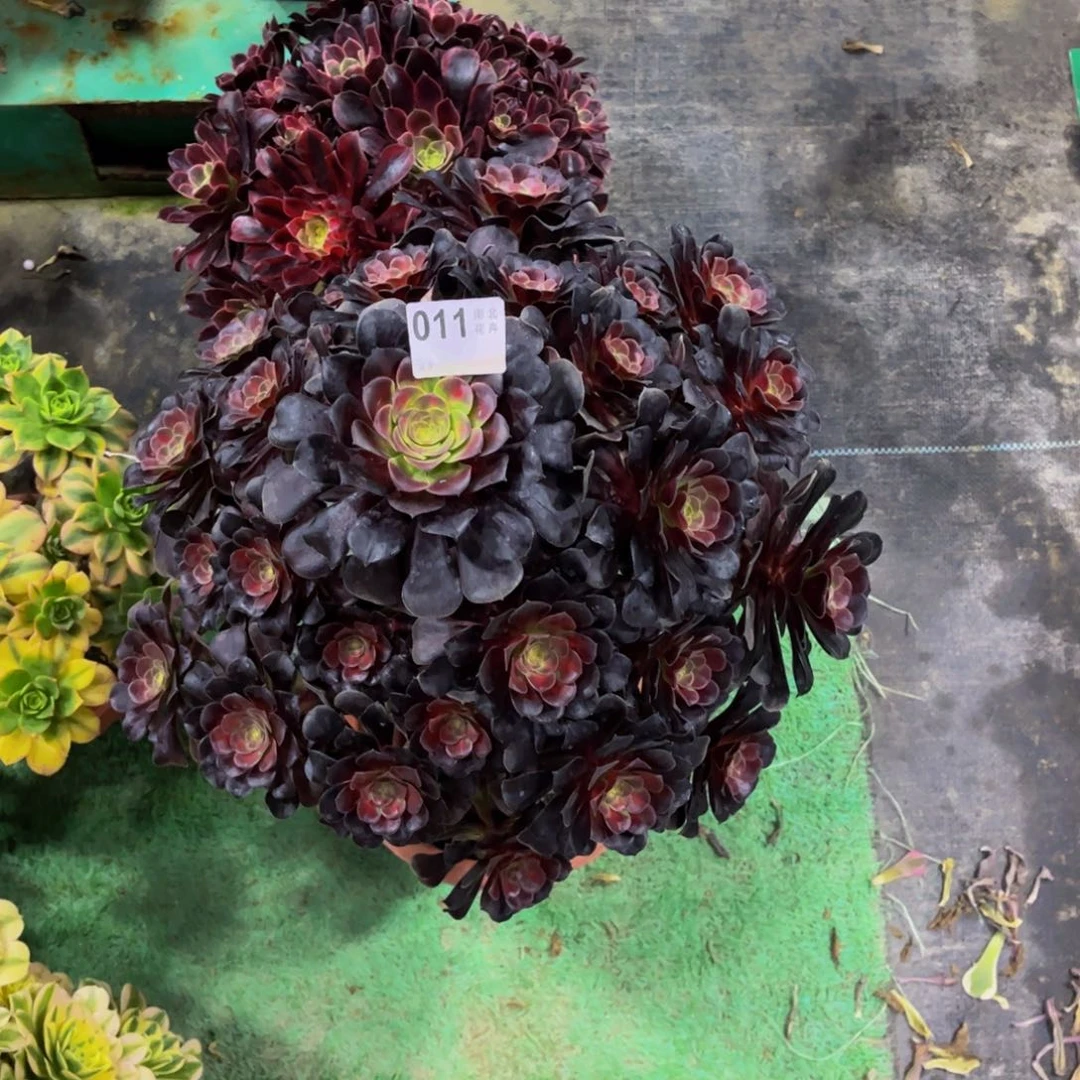 多肉花纳00000011