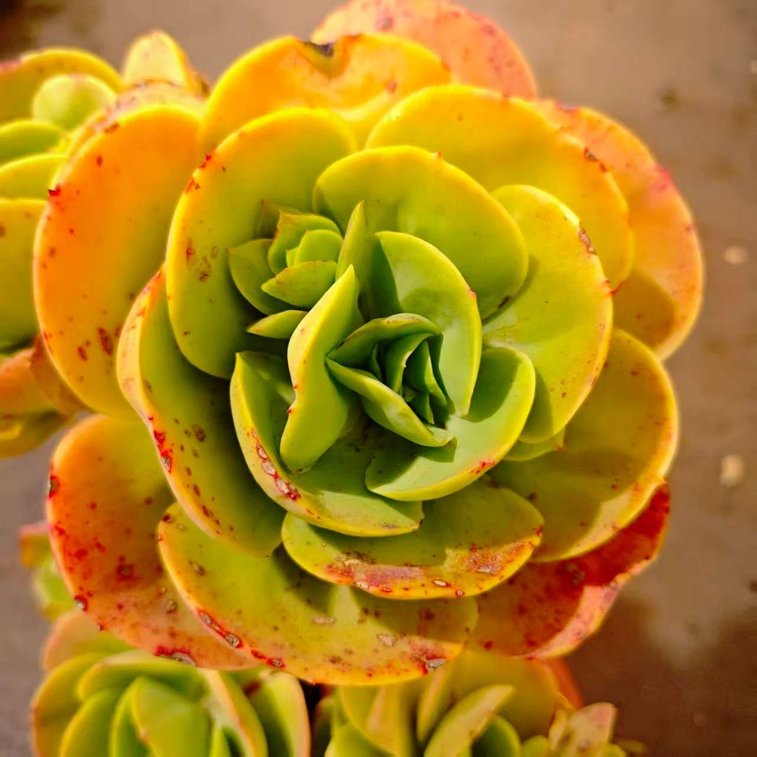 碧桃230#FF 精品多肉植物新手闭眼入阳台庭院一单