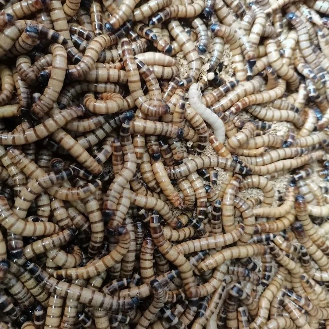 大麦虫化蛹虫种繁殖