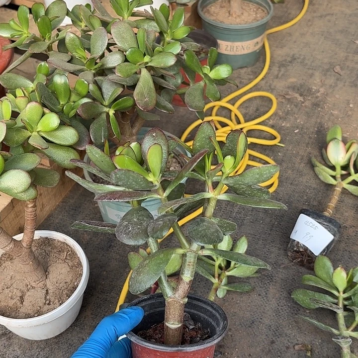 我***友当前无花栽培后可以开花韩国12
