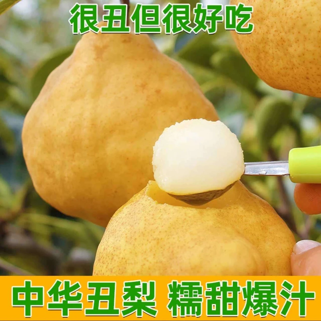 [倒计时即食款]冰激凌口感中华丑梨多汁山东烟台新鲜软糯冻梨秋月