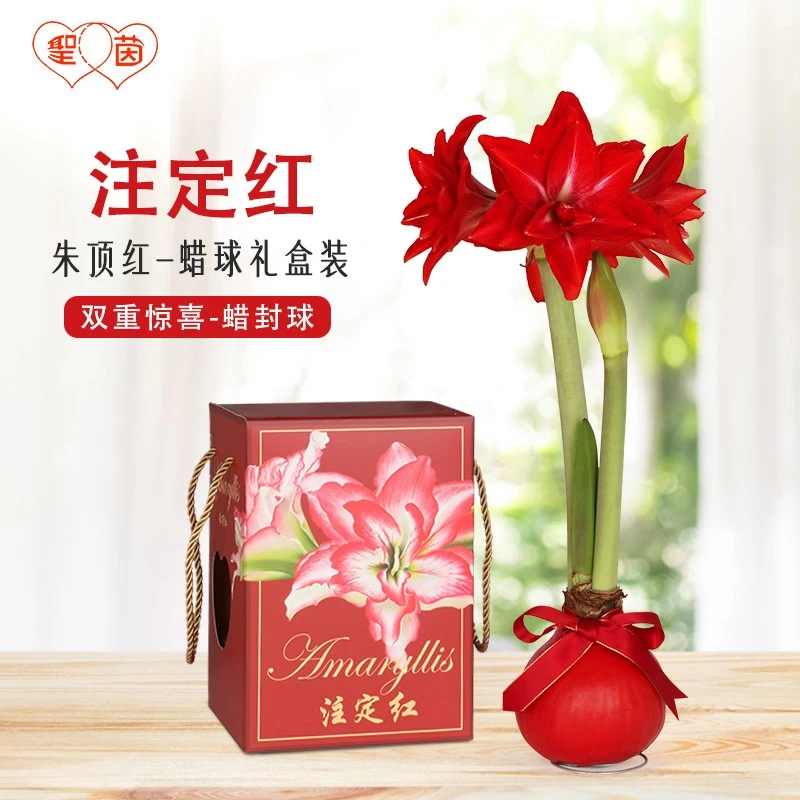 蜡封朱顶红 双重惊喜蜡球 无水无土种植好打理创意礼品