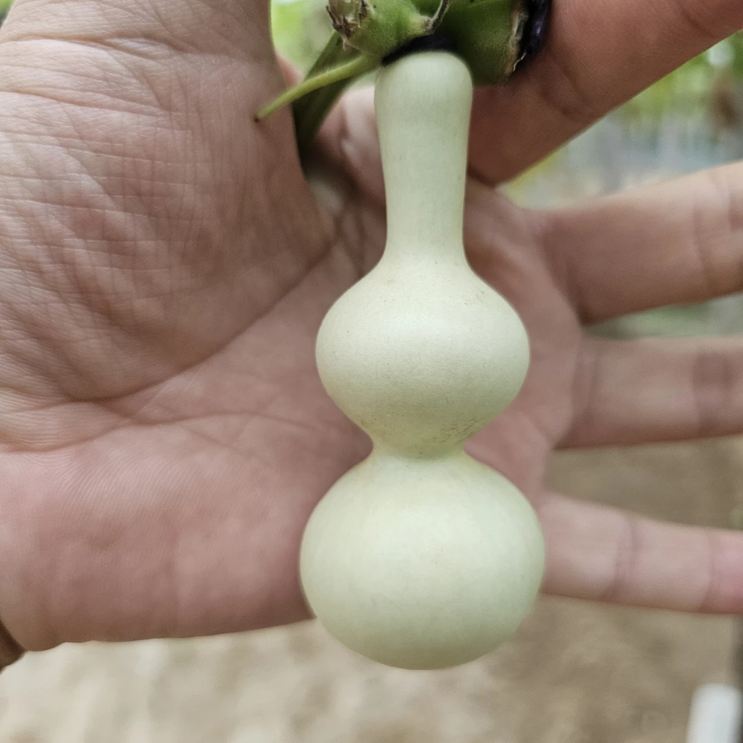 （勿拍）精品小八宝，不定时赠送，一物一拍，不退不换