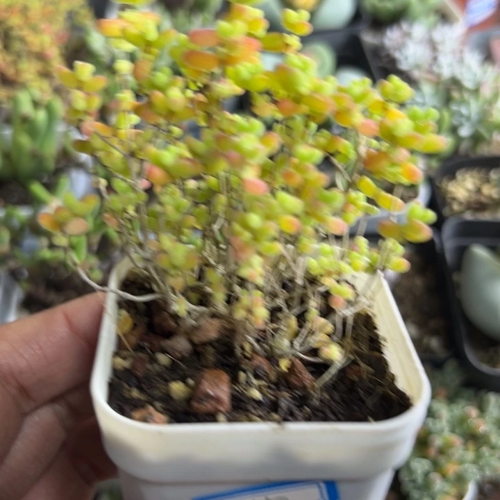 045 糖球多肉植物