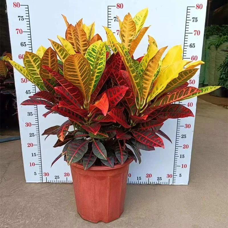 【3547人好评】变叶木盆栽室内办公室植物易养耐热绿植花卉观叶吸甲