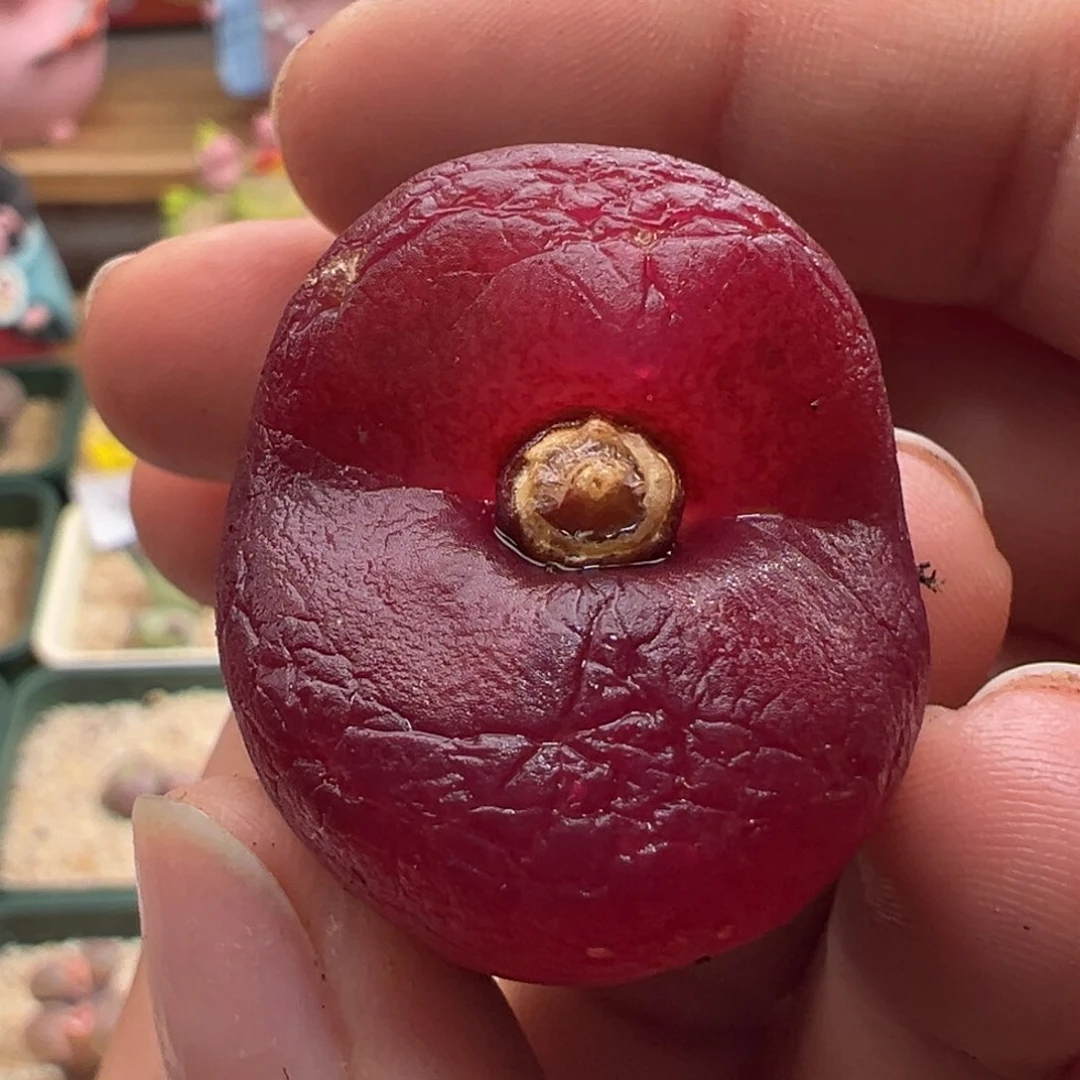 925。优选紫红超毛大母本。3+