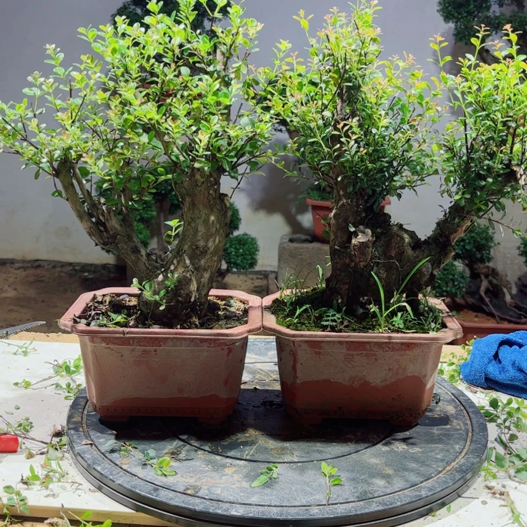 当前无花朵，栽培后可花朵