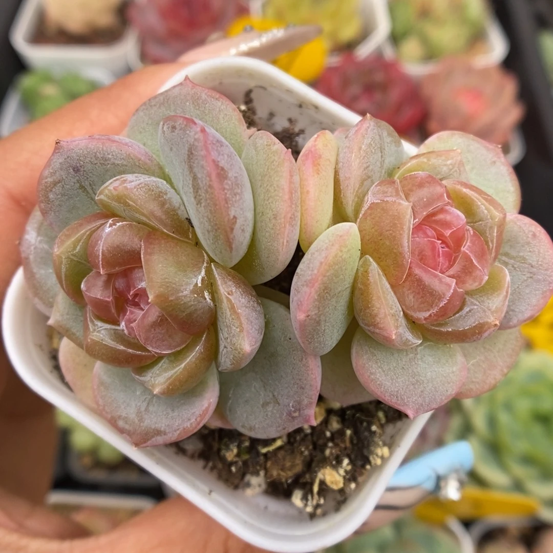 粉钻心珍妮可拍883号