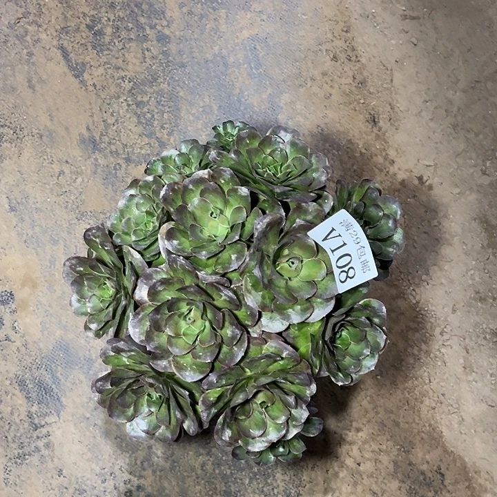 108魅金玫瑰    多肉植物