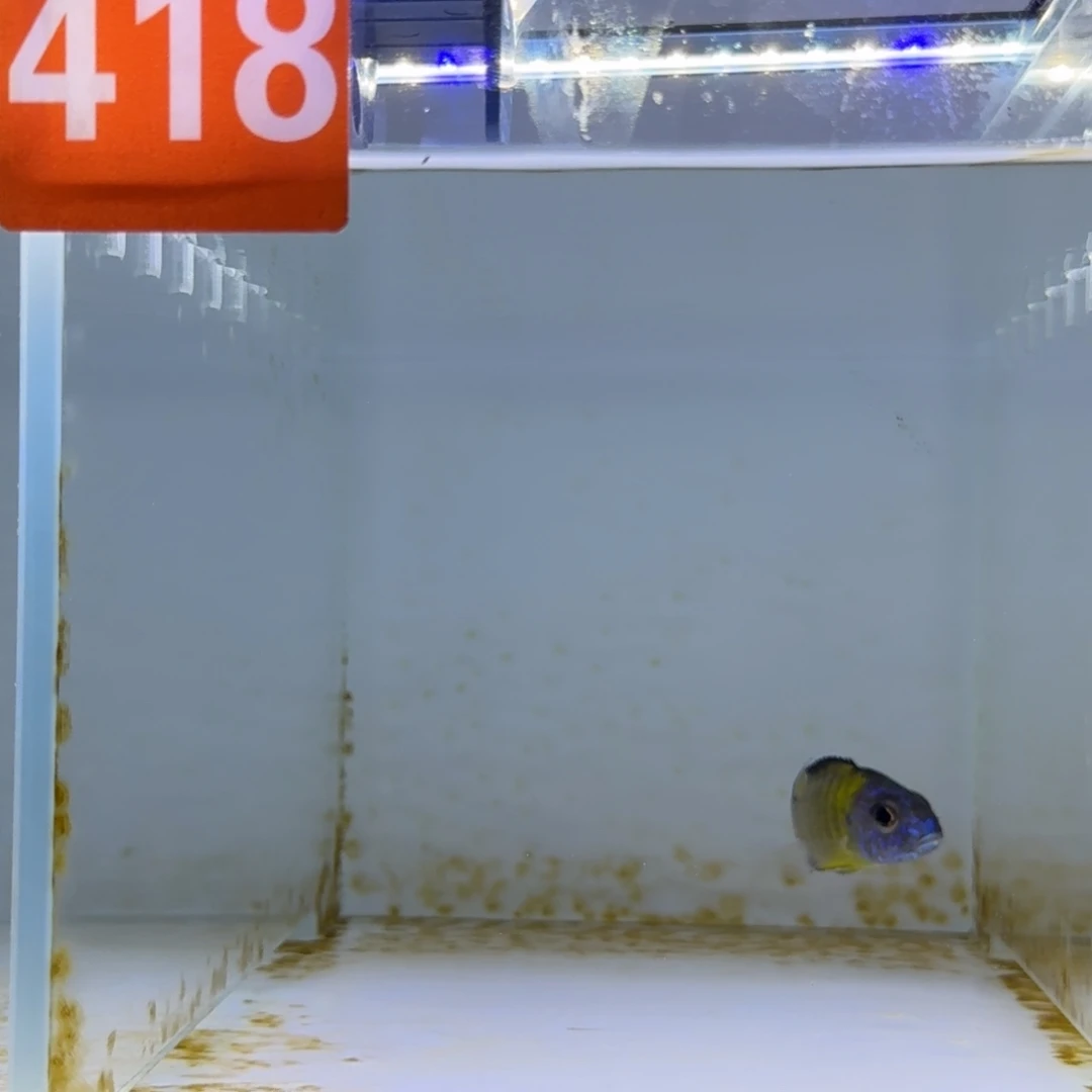 慈鲷418孔雀好看好看