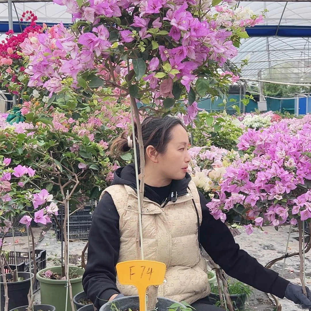 大****大部分花苞少量开放F74雪紫