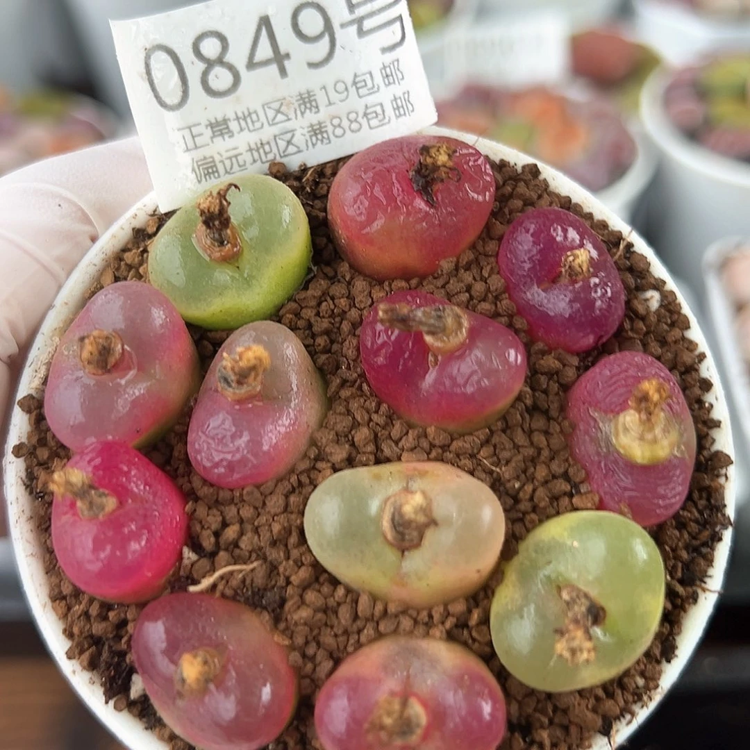 好养易活生石花大母本0849
