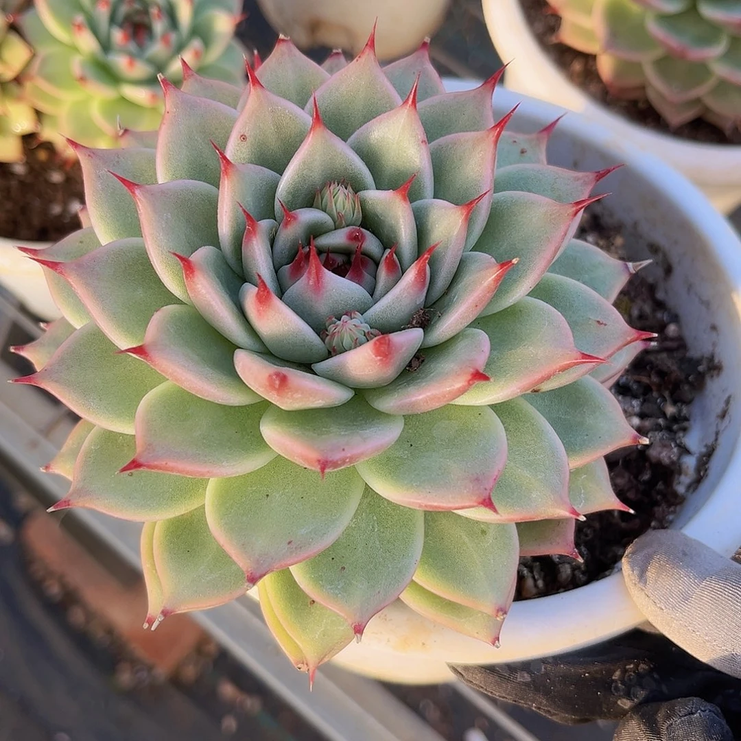 12公分托斯卡899889999999