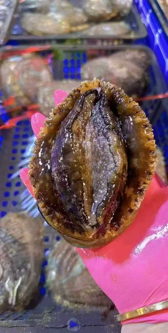 【小妖妹】大连优选鲍鱼