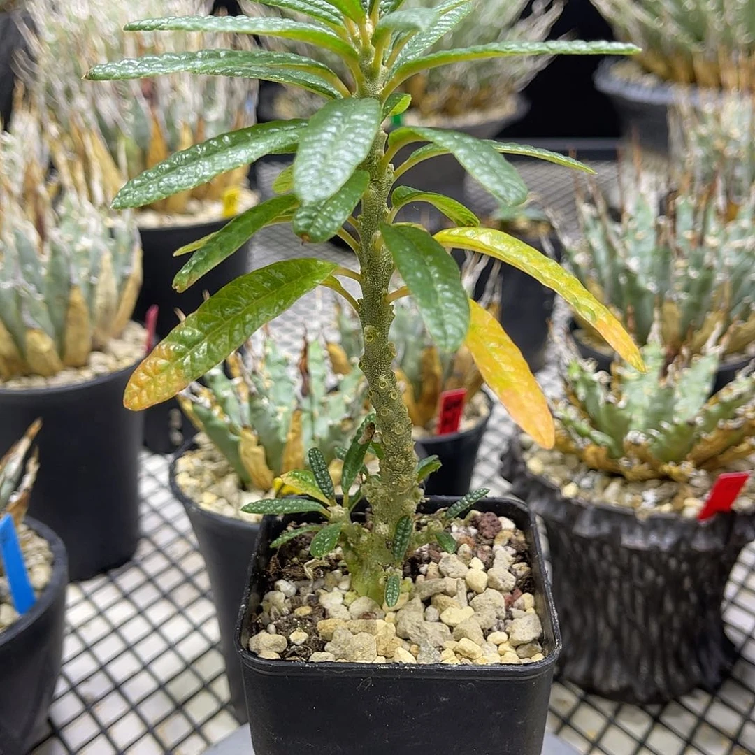 泡泡叶巨流桑好价