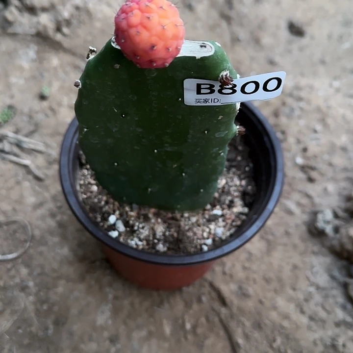 健***要嫁接习锦800