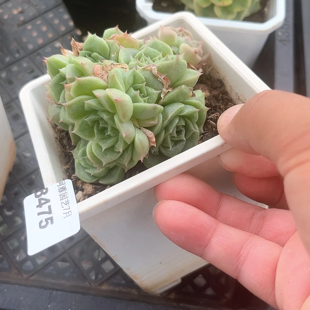 阿雅园艺。      8475麦秆