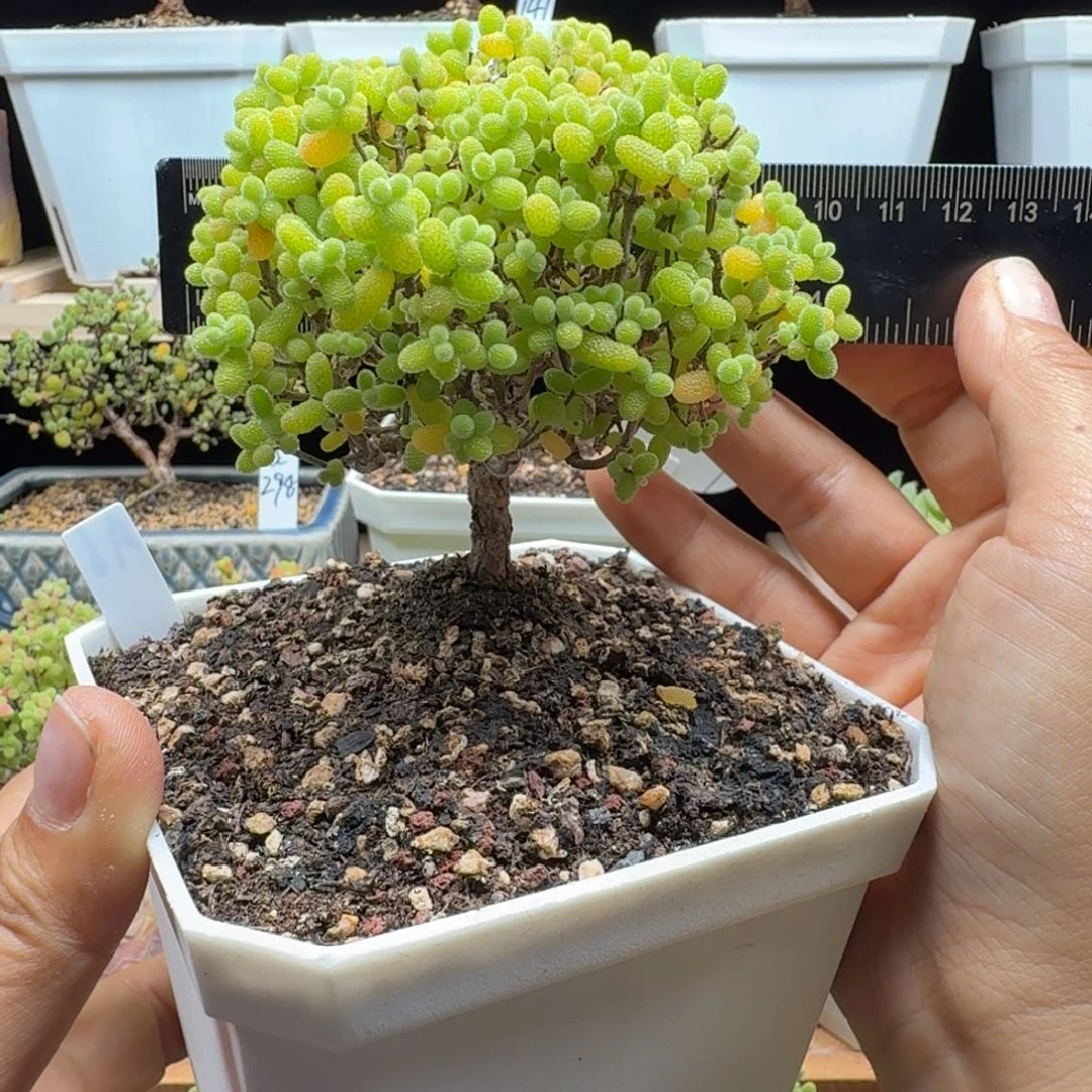 a6号金桔冠服9厘米左右