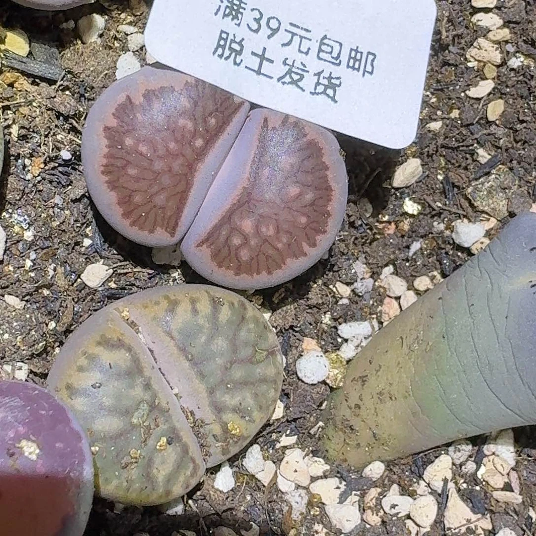 419多肉哈哈哈哈哈