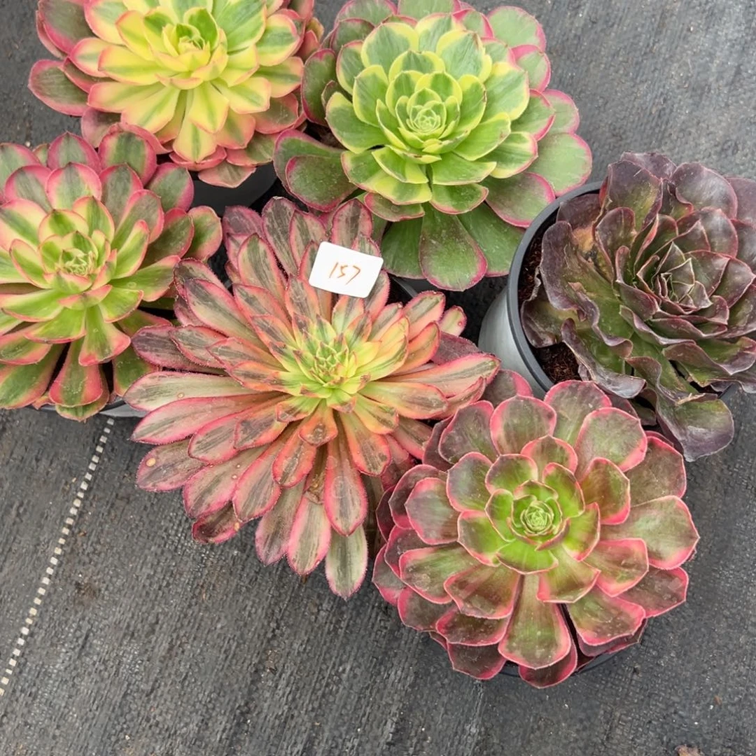 157筐6颗多肉多肉多肉