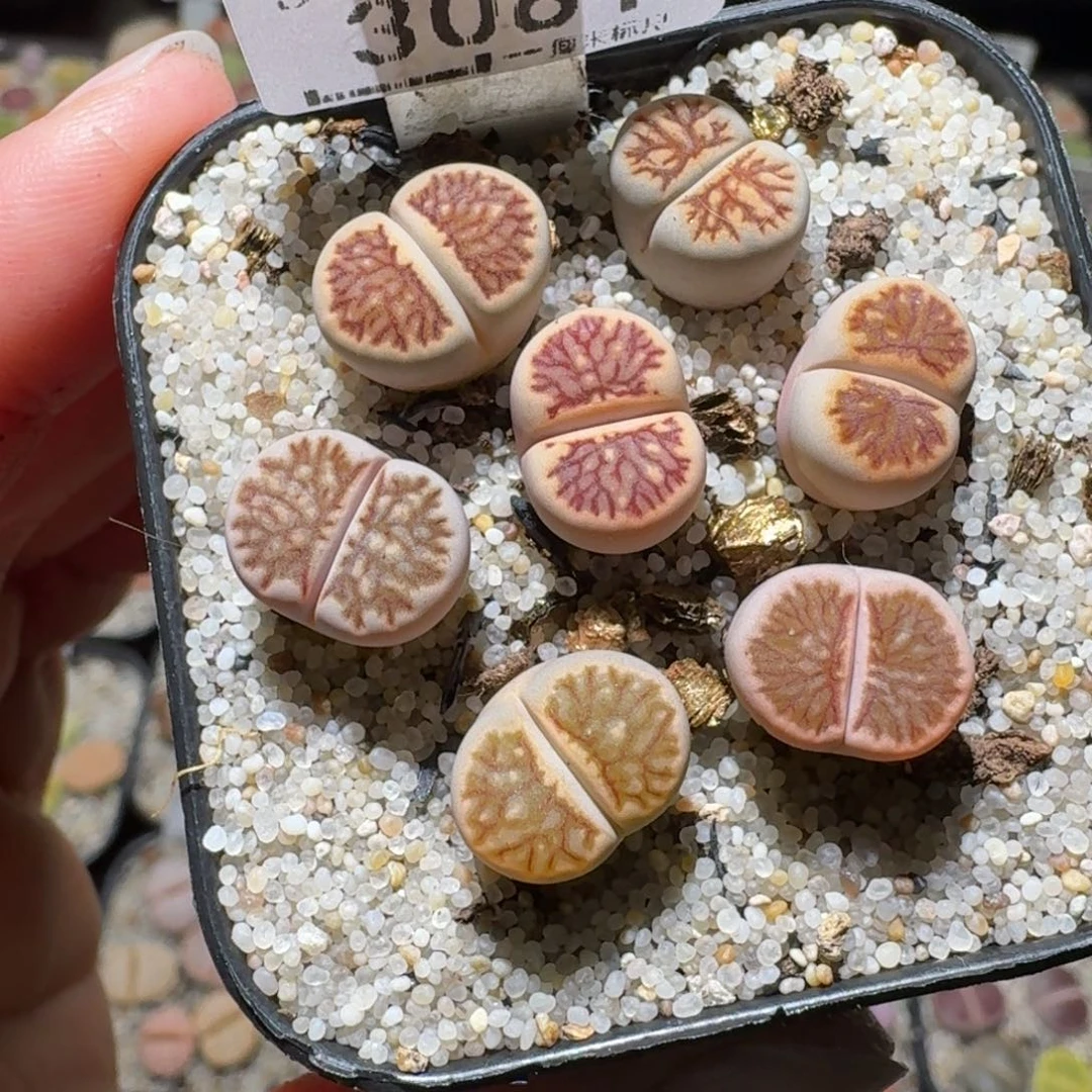 高品质屁屁清清清3081