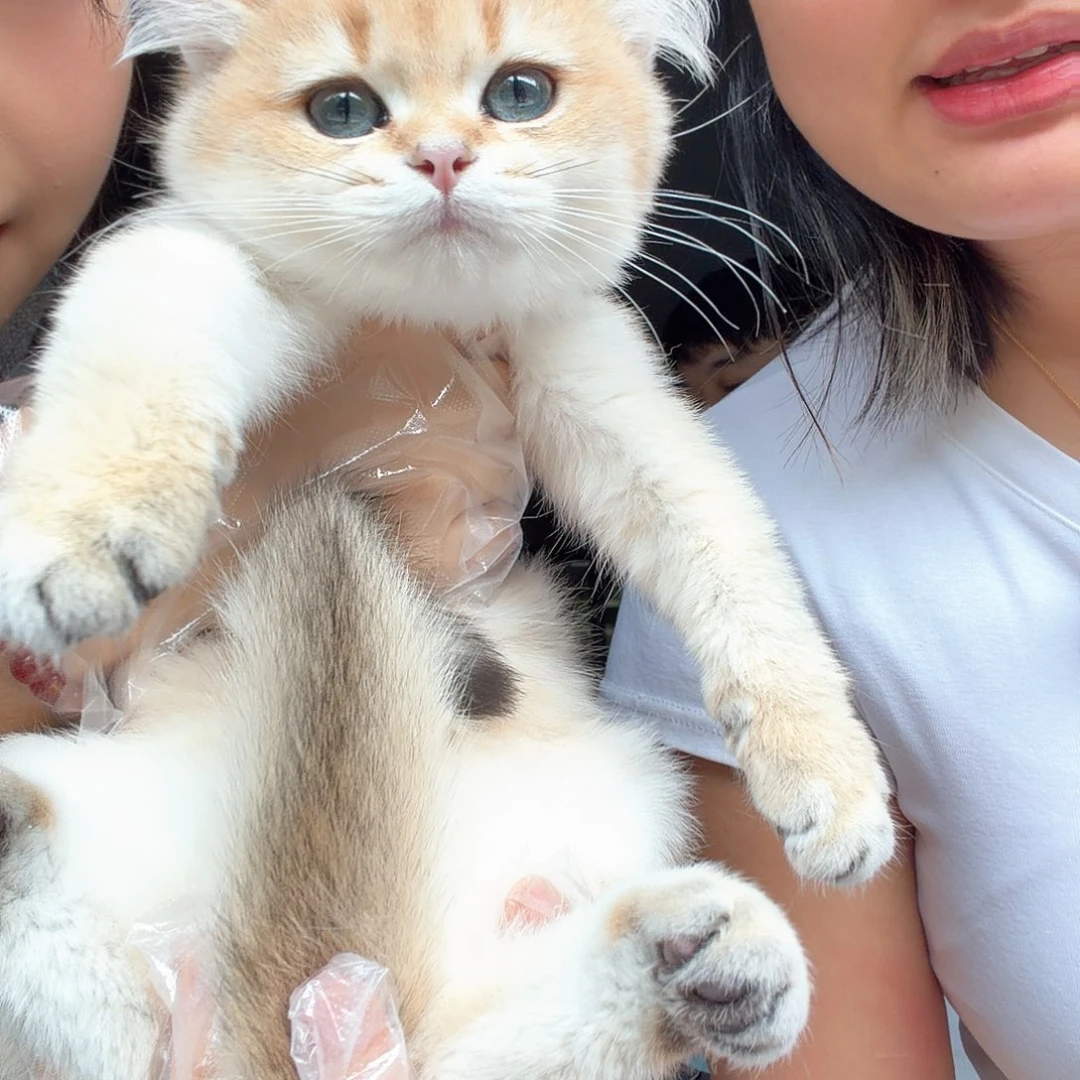 金渐层弟弟 一针疫苗