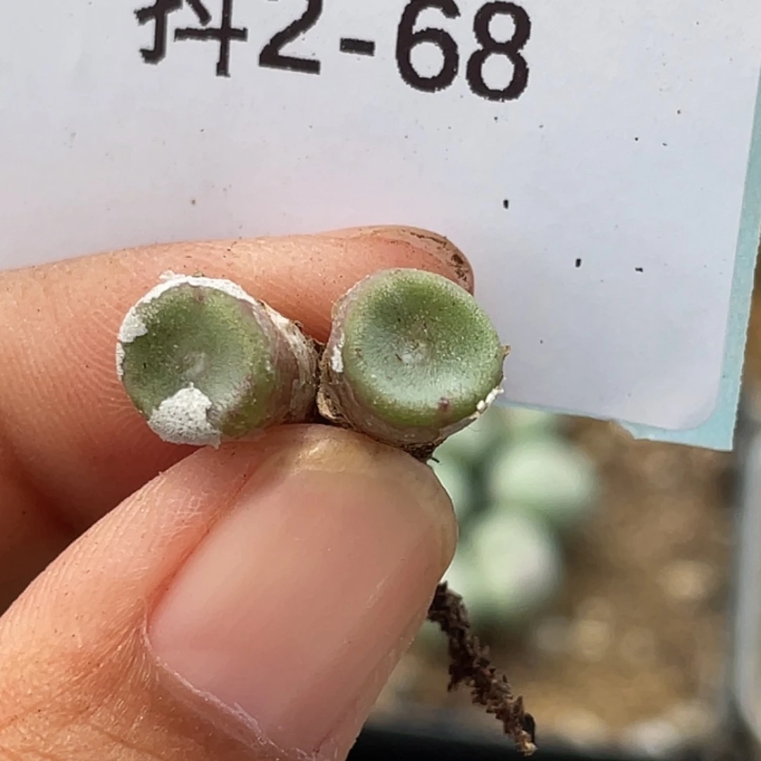 2-68毛钮扣多肉植物