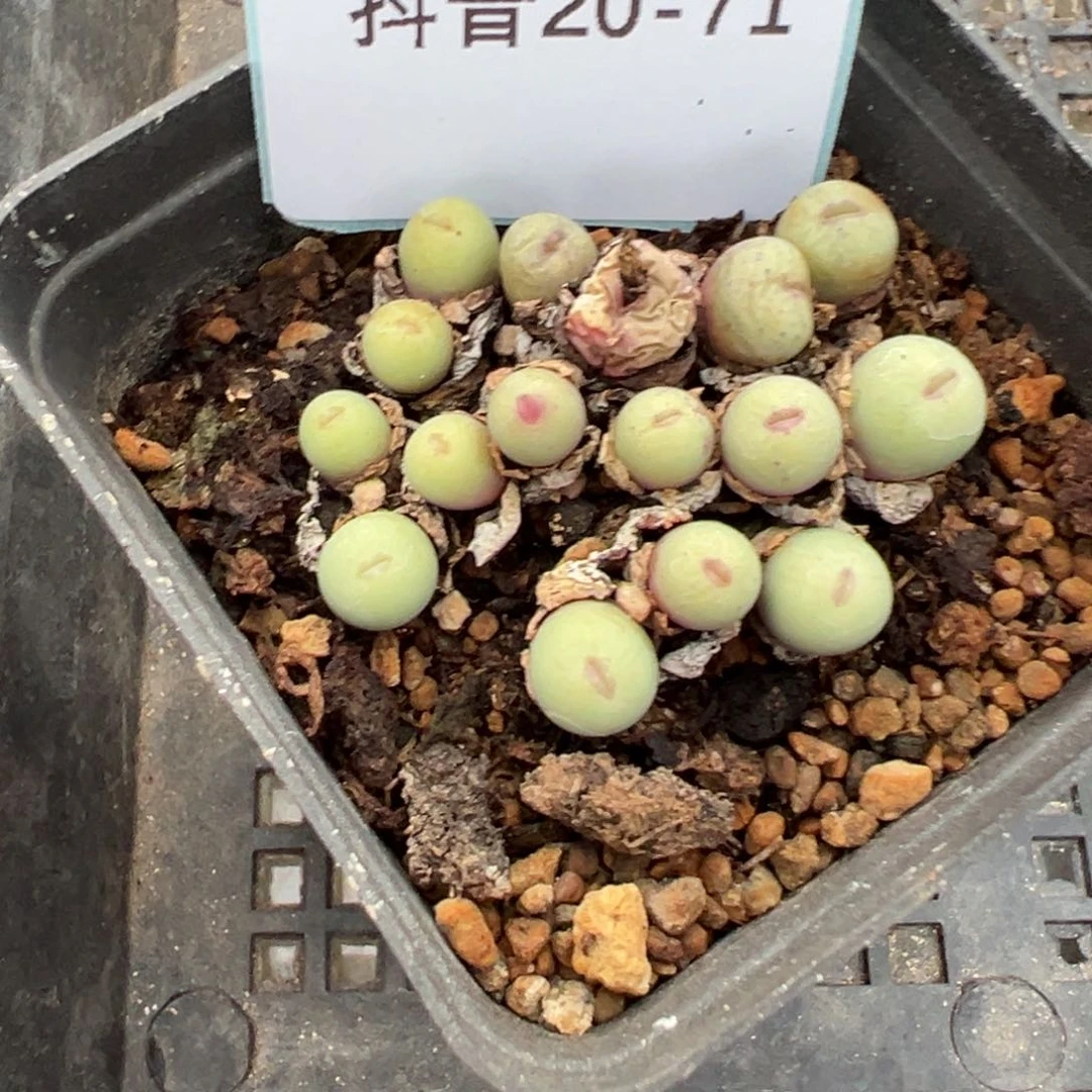 20-71肉锥多肉植物