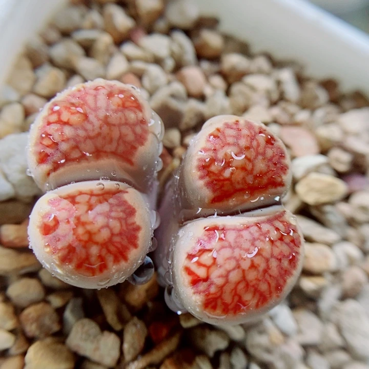 生石花花花花花花花花120