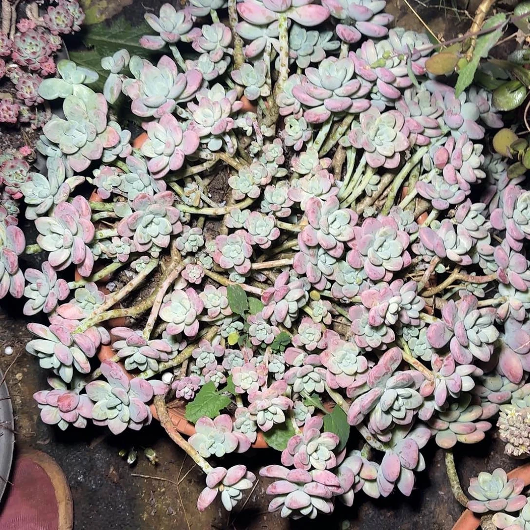 瘾***娘盆栽红洛神多肉多肉