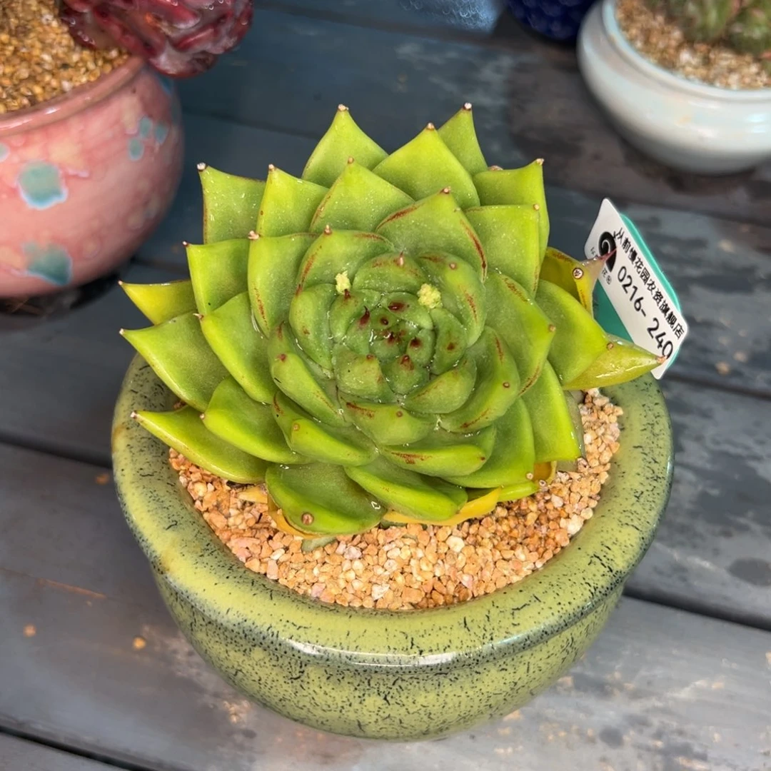 多肉一物一拍0216-240