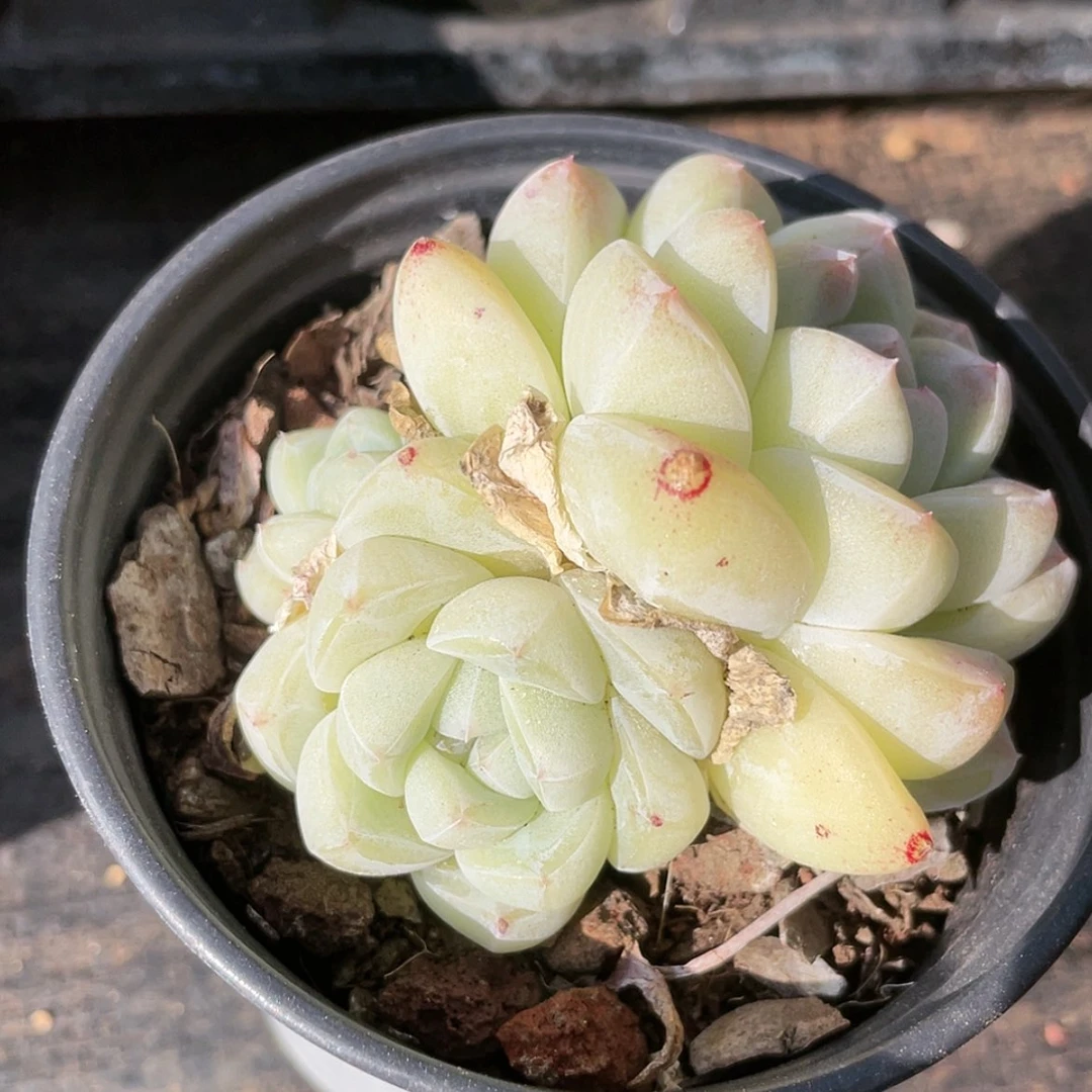 【闪购商品】3开播福利