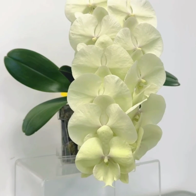 5.5寸抹茶拿铁(绿花大舌头)蝴蝶兰室内绿植花卉简单好养