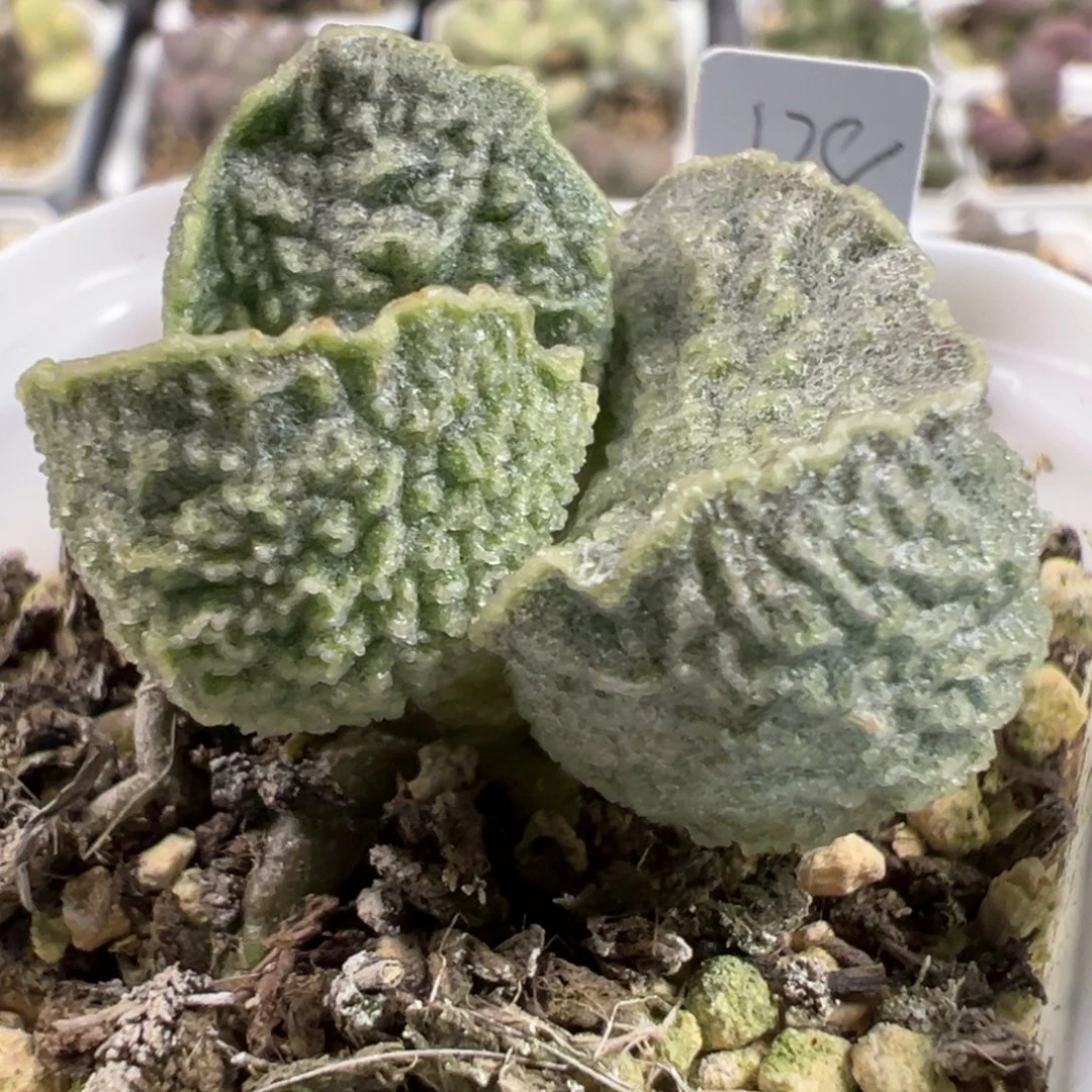 实生新品金属感多肉植物水泡多肉植物
