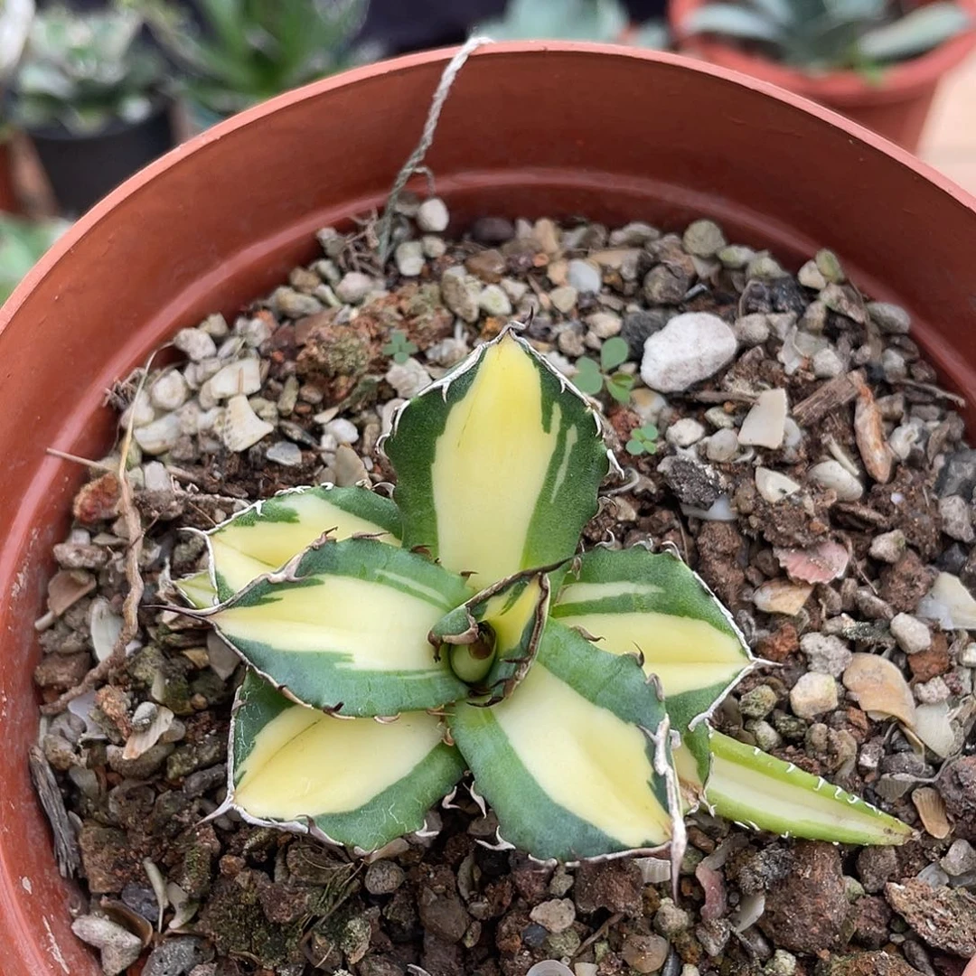 宝珠黄中斑龙舌兰