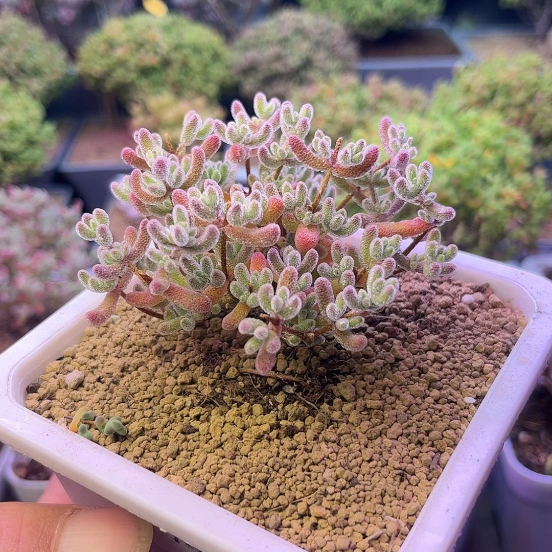 304优选冰晶枝干多肉