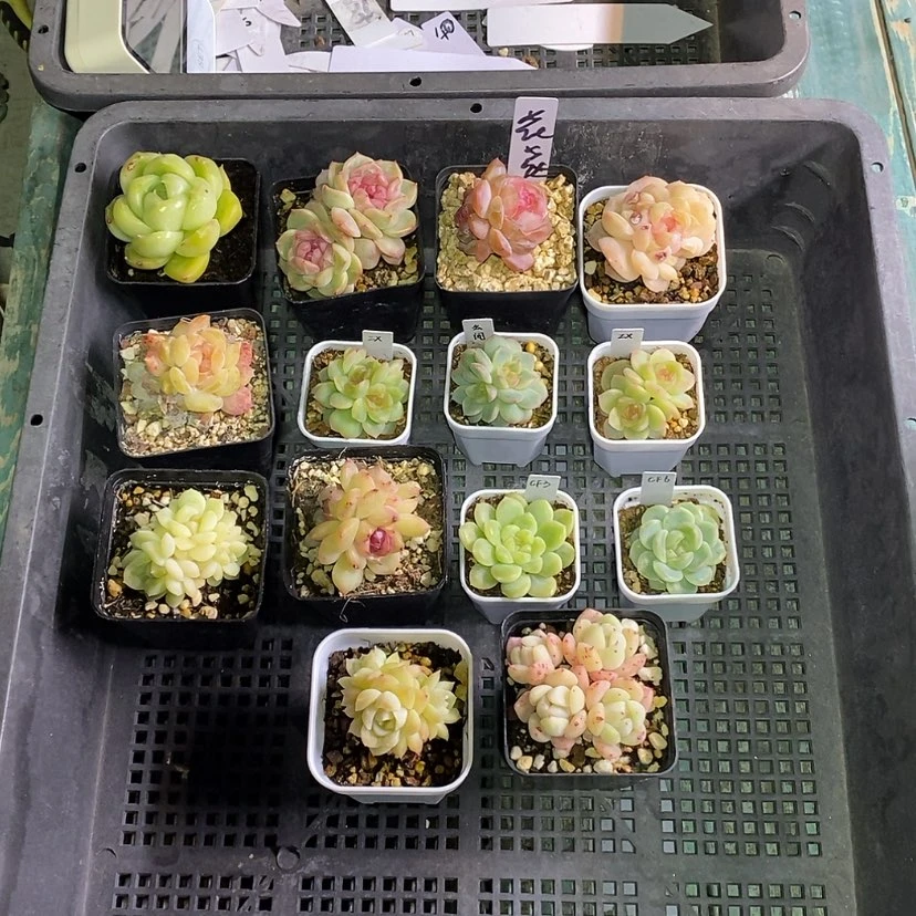 【闪购商品】花****a190一筐14颗多肉