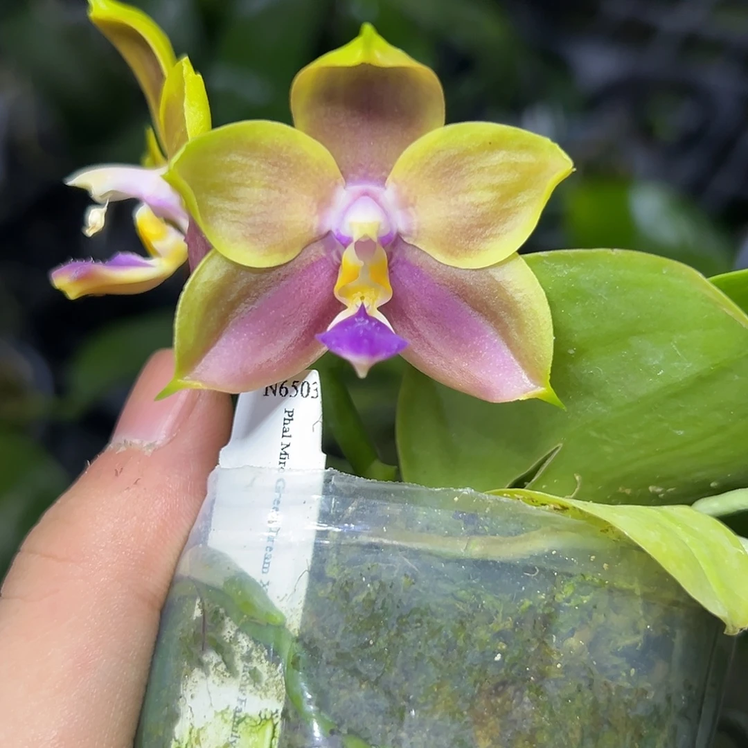 完全开放l677n6503