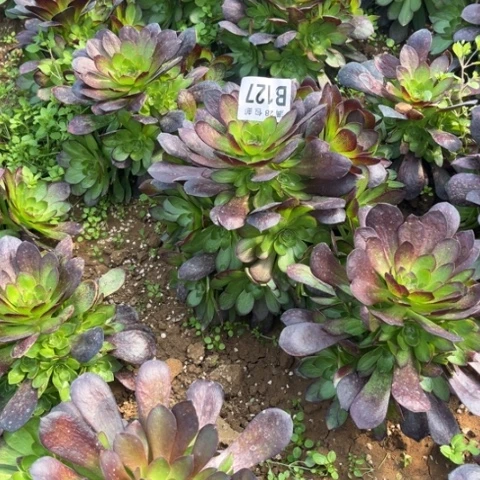 127赤焰莲不包断枝