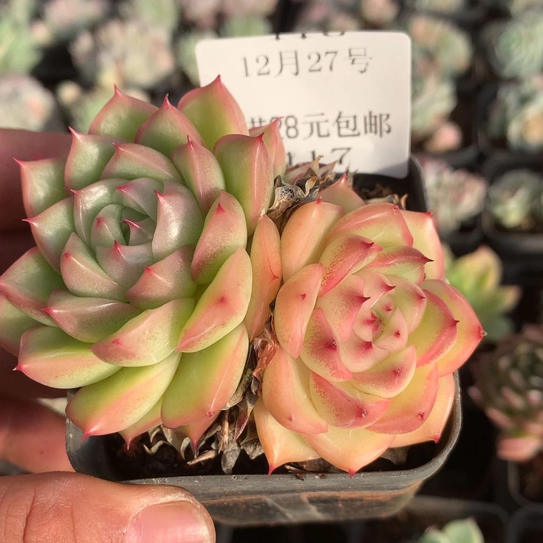 【闪购商品】云417号