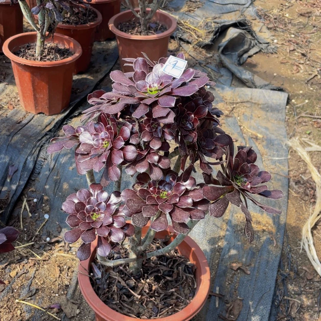 圆***.黑法师有疤9鲜花老桩