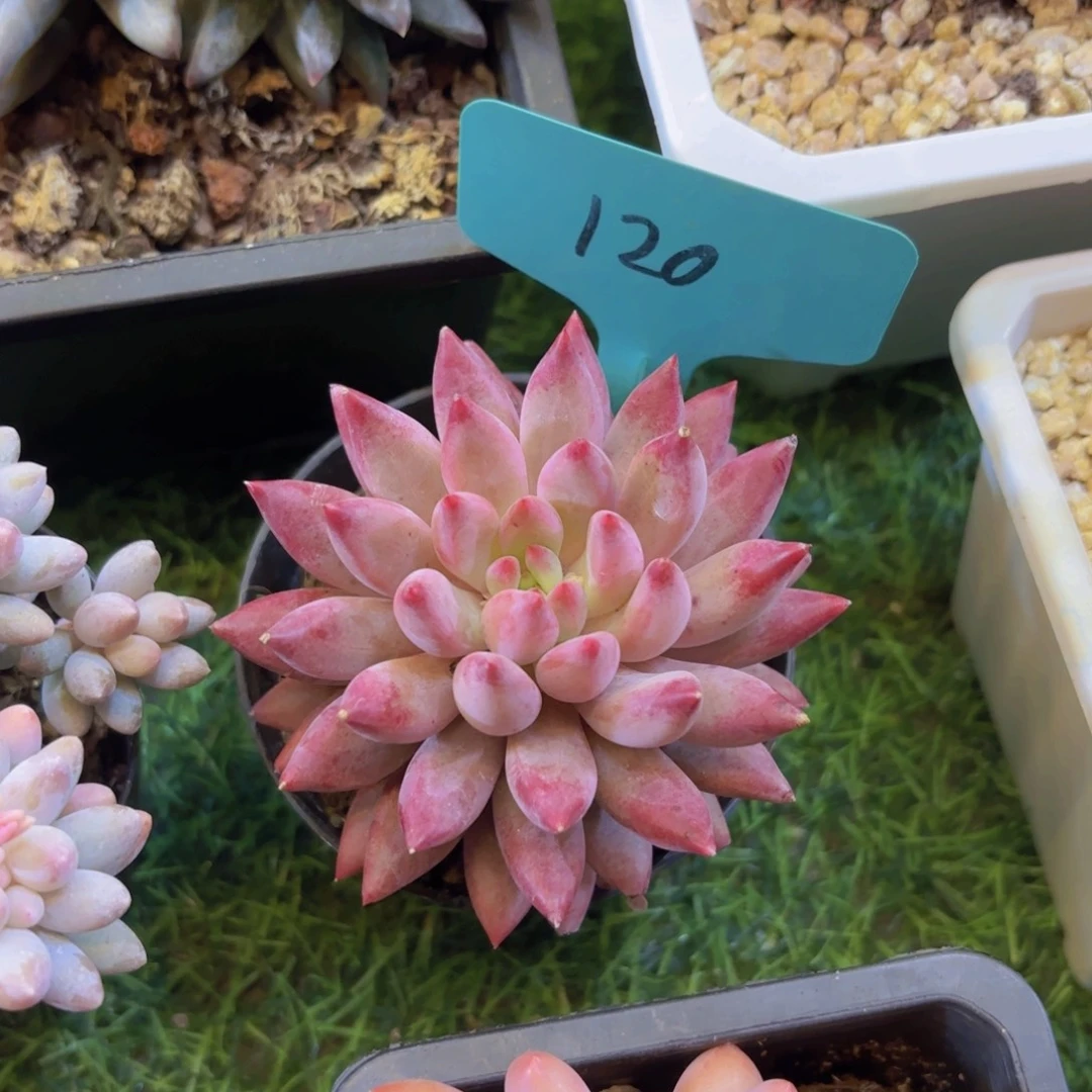 遇***好云南金致家精品多肉