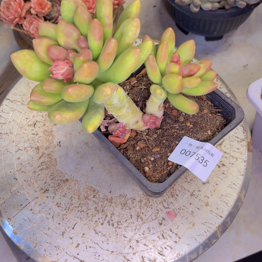 多肉一物一拍7535