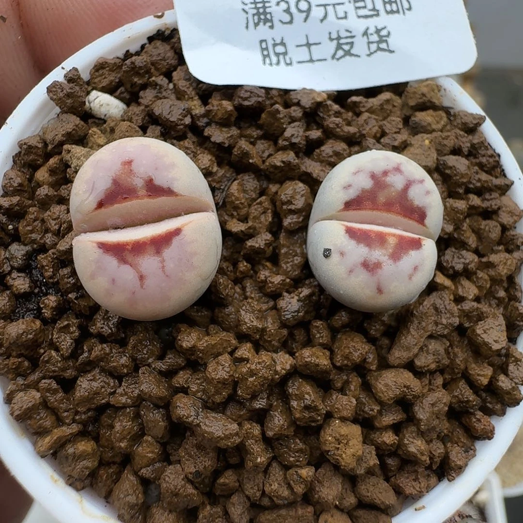 137多肉哈哈哈哈哈哈哈
