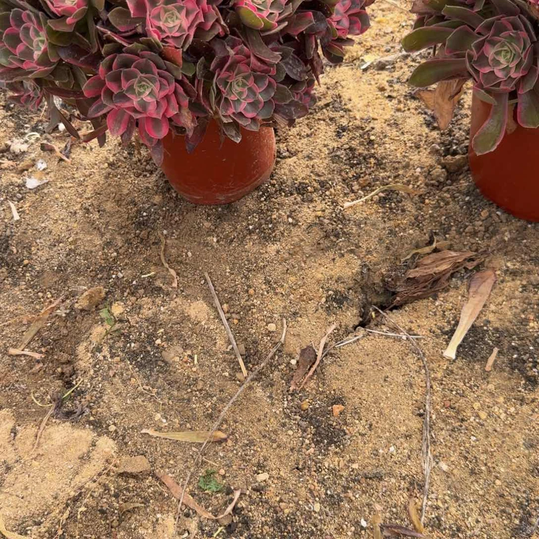 春***男神上白盆 多肉植物